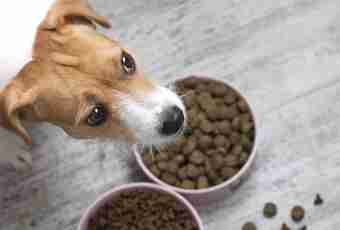 How to accustom a puppy there is a dry feed