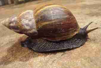 What to feed a huge snail with