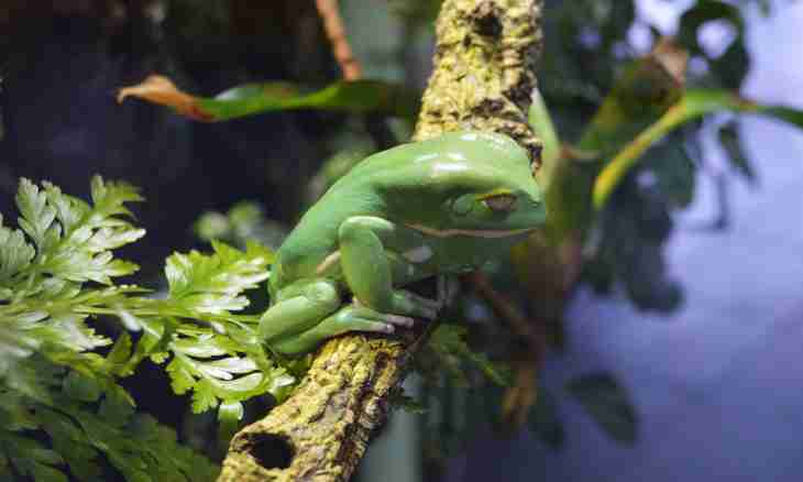 What to feed a white frog in an aquarium with