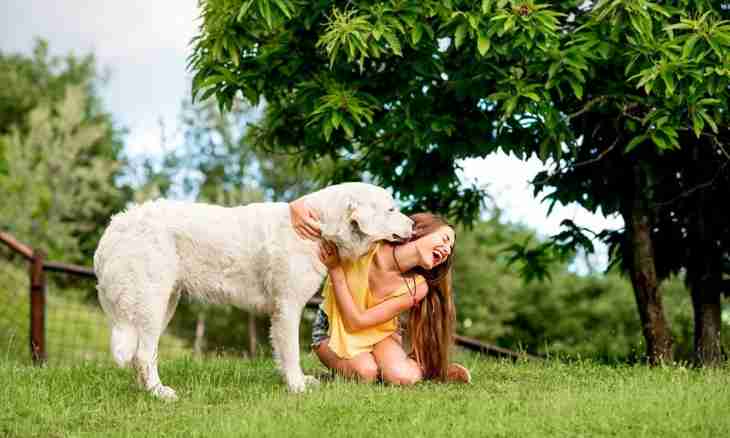 How to choose a forage for a dog