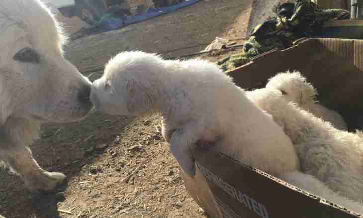 How to feed a puppy of the Central Asian sheep-dog