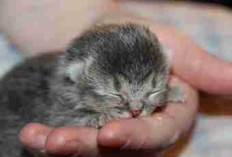 What to feed newborn kittens with