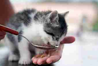 With what sterns to feed a cat