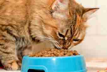 How to transfer a kitten to a dry feed