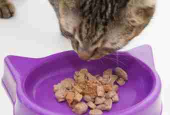 How to transfer a cat to a dry feed