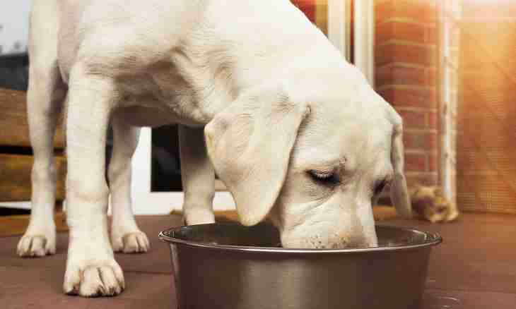 What it is possible to feed a dog, except dry feeds with