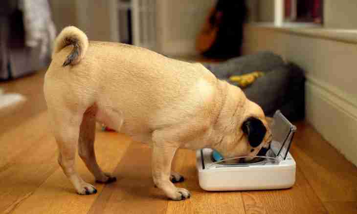 With what dry feed to feed a pug