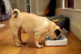 With what dry feed to feed a pug