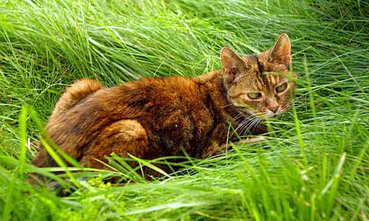 What grass is necessary to cats
