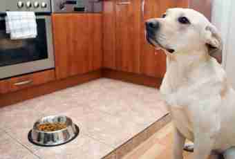 What to feed a Labrador with