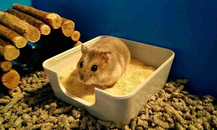 What it is possible to feed a hamster with