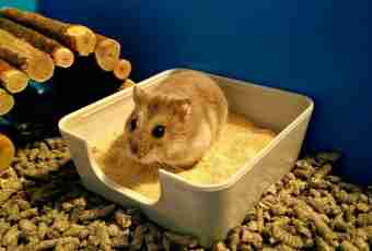 What it is possible to feed a hamster with