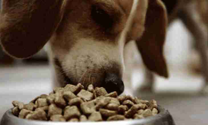 Dry dog food: harm or advantage