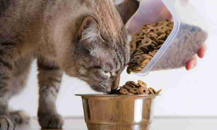 What to feed a monthly kitten with