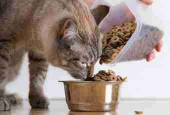 What to feed a monthly kitten with