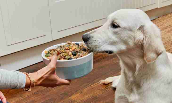 How to give vitamins for dogs
