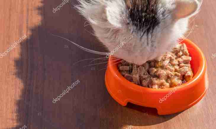 How to feed a kitten in 1.5 months