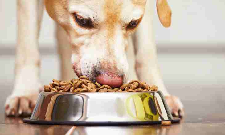 Whether there is a meat in dry dog food and cats
