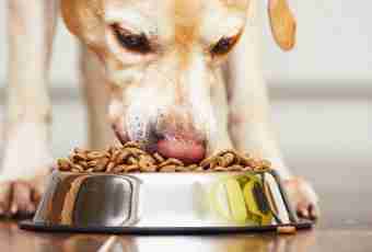 Whether there is a meat in dry dog food and cats