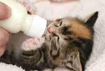 What it is possible to replace cat's milk with