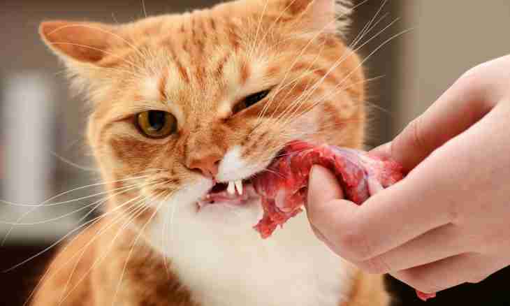 What to feed a cat with