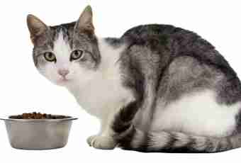 How to feed domestic cats