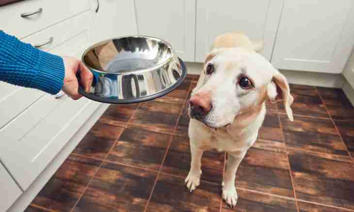What it is impossible to feed dogs with