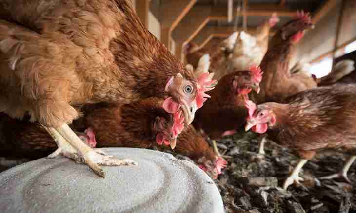 What to feed hens with
