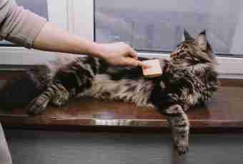 How to feed a Maine Coon