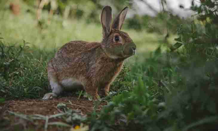 What grass cannot be given to rabbits and why