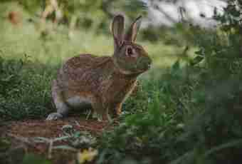 What grass cannot be given to rabbits and why