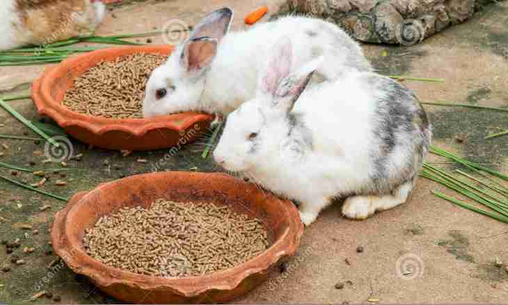 How to feed and look after rabbits
