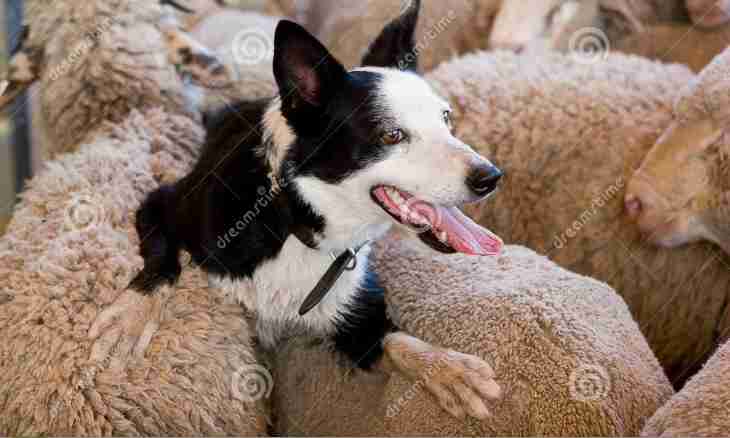 How to feed dogs of sheep-dogs
