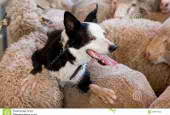 How to feed dogs of sheep-dogs