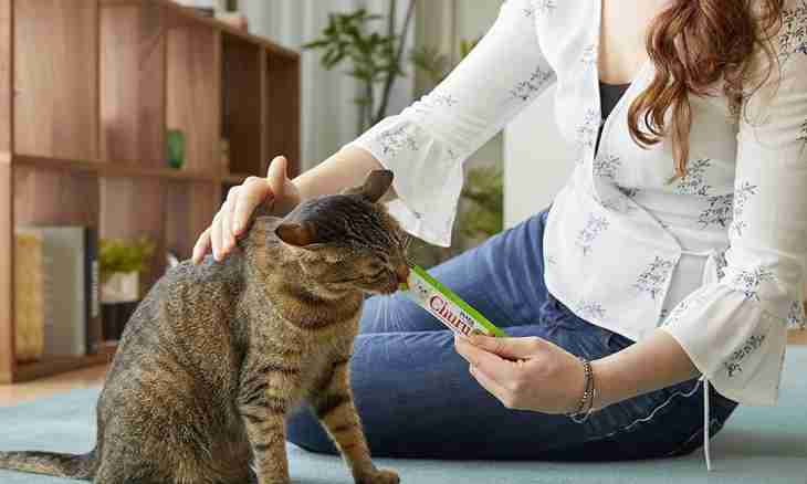 What to feed a cat with a sore stomach with