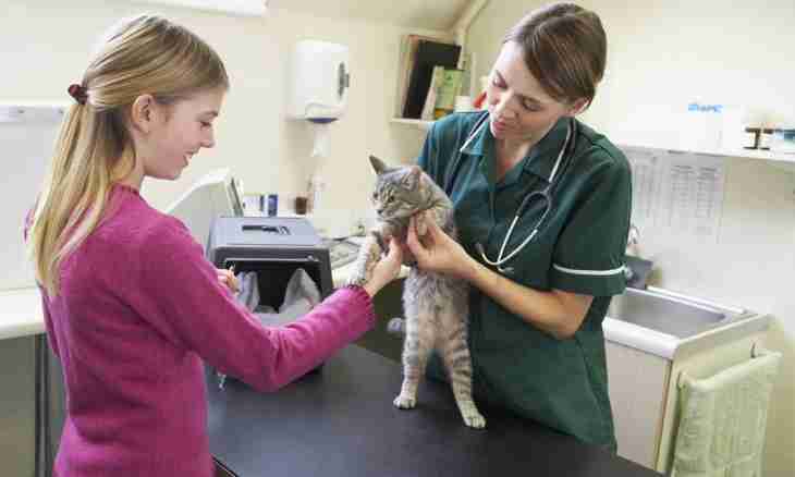 What to feed a cat after operation with