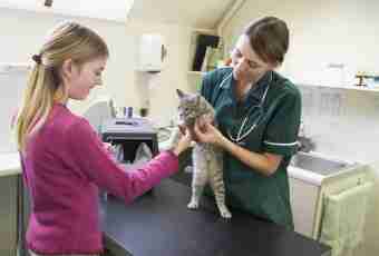 What to feed a cat after operation with