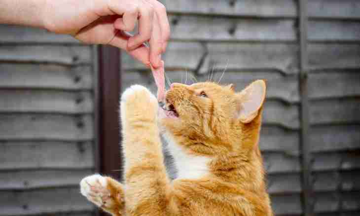 What it is possible to feed a cat with