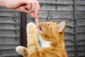 What it is possible to feed a cat with