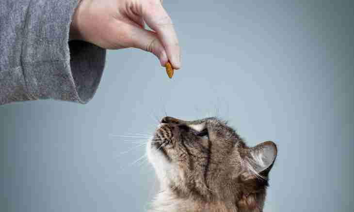 How to give to a cat drontat