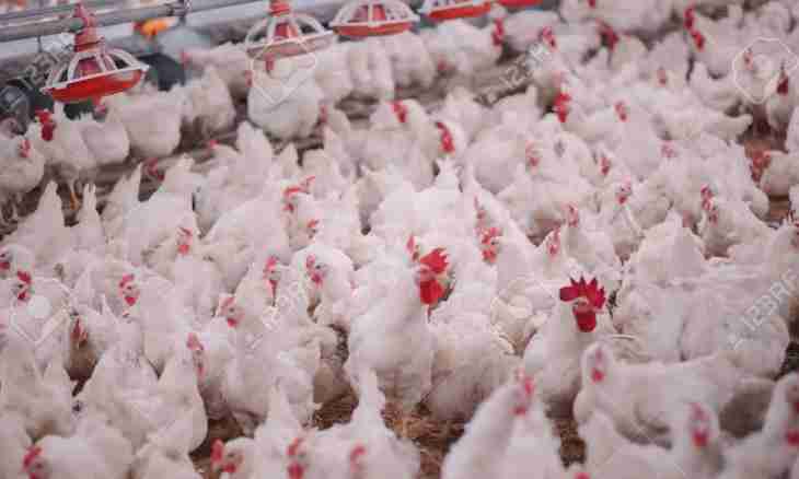 What feed broilers on poultry farms with