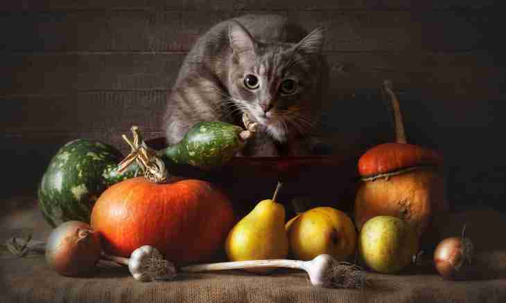 Why cats eat fruit and vegetables
