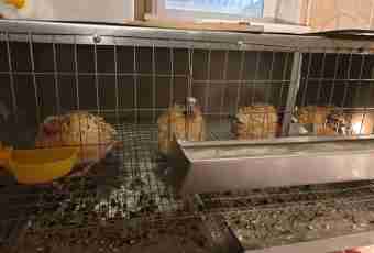 How to feed quails