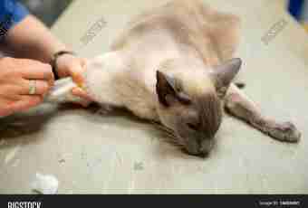 How to give an injection in withers to a cat