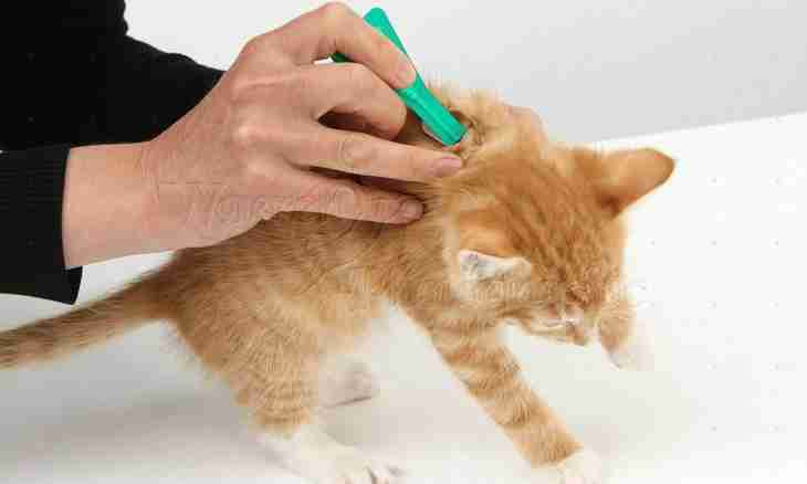How to treat for fleas