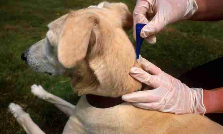 How to save a dog from fleas
