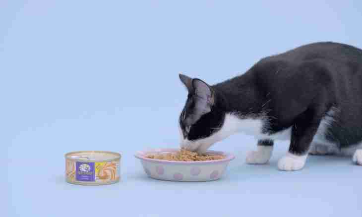 How to choose ready-made cat's feeds
