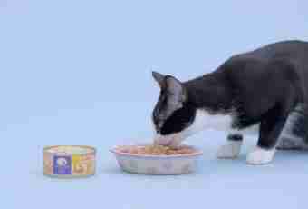 How to choose ready-made cat's feeds