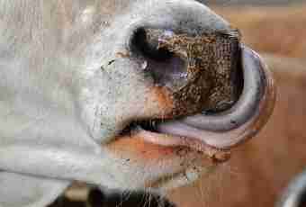 As mouths of cows