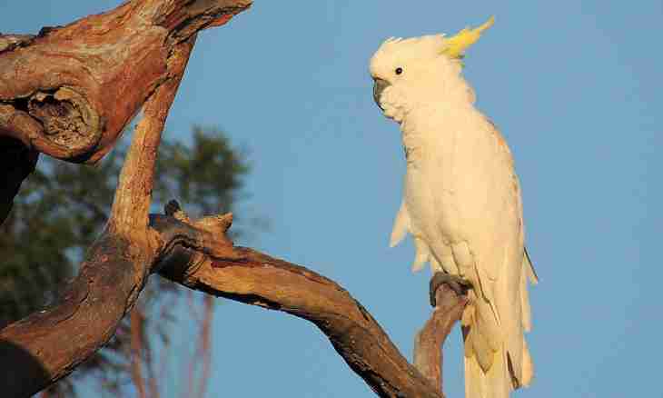 What to feed a cockatoo with